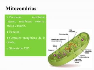  Presentan;     membrana
interna, membrana externa,
cresta y matriz.
   Función:
 Centrales energéticas de la
célula.
   Síntesis de ATP.
 