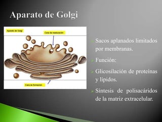    Sacos aplanados limitados
    por membranas.
   Función:
   Glicosilación de proteínas
    y lípidos.
   Síntesis de polisacáridos
    de la matriz extracelular.
 