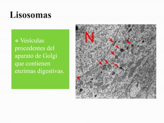  Vesículas
procedentes del
aparato de Golgi
que contienen
enzimas digestivas.
 