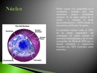    Pálido cuerpo oval suspendido en el
    citoplasma,    rodeado     por    una
    membrana       propia     (membrana
    nuclear). Es la parte central de la
    célula      y contiene al ácido
    desoxirribonucleico (ADN) donde se
    encuentran codificados los genes.
   La envoltura nuclear rodea al ADN
    de la célula separándolo del
    citoplasma. El medio interno se
    denomina nucleoplasma y en el están
    sumergidas, las fibras de ADN que se
    llaman cromatina y corpúsculos
    formados por ARN conocidos como
    nucleolos.
 