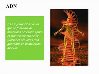   La información con la
que se fabrican las
moléculas necesarias para
el mantenimiento de las
funciones celulares está
guardada en la molécula
de ADN.
 