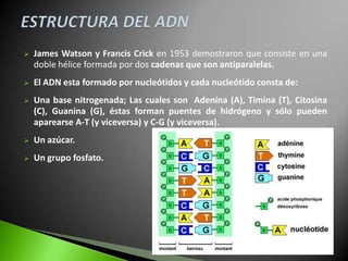   James Watson y Francis Crick en 1953 demostraron que consiste en una
    doble hélice formada por dos cadenas que son antiparalelas.
   El ADN esta formado por nucleótidos y cada nucleótido consta de:
   Una base nitrogenada; Las cuales son Adenina (A), Timina (T), Citosina
    (C), Guanina (G), éstas forman puentes de hidrógeno y sólo pueden
    aparearse A-T (y viceversa) y C-G (y viceversa).
   Un azúcar.
   Un grupo fosfato.
 