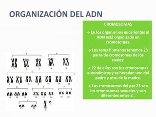 CROMOSOMAS
   En los organismos eucariontes el
       ADN está organizado en
             cromosomas.
   Los seres humanos tenemos 23
    pares de cromosomas de los
               cuales:
 22 de ellos son los cromosomas
autonómicos y se heredan uno del
    padre y otro de la madre.
    Los cromosomas del par 23 son
    los cromosomas sexuales y son
          diferentes entre sí .
 