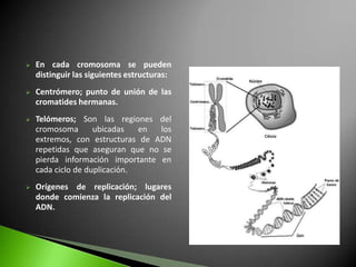    En cada cromosoma se pueden
    distinguir las siguientes estructuras:
   Centrómero; punto de unión de las
    cromatides hermanas.
   Telómeros; Son las regiones del
    cromosoma       ubicadas   en los
    extremos, con estructuras de ADN
    repetidas que aseguran que no se
    pierda información importante en
    cada ciclo de duplicación.
   Orígenes de replicación; lugares
    donde comienza la replicación del
    ADN.
 