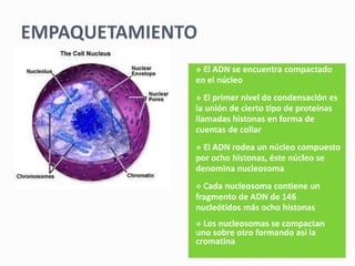  El ADN se encuentra compactado
en el núcleo
  El primer nivel de condensación es
la unión de cierto tipo de proteínas
llamadas histonas en forma de
cuentas de collar
 El ADN rodea un núcleo compuesto
por ocho histonas, éste núcleo se
denomina nucleosoma
 Cada nucleosoma contiene un
fragmento de ADN de 146
nucleótidos más ocho histonas
 Los nucleosomas se compactan
uno sobre otro formando así la
cromatina
 