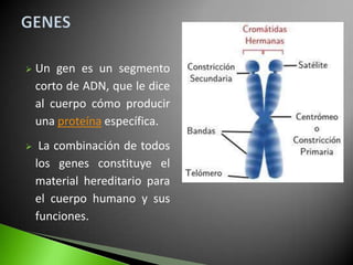    Un gen es un segmento
    corto de ADN, que le dice
    al cuerpo cómo producir
    una proteína específica.
    La combinación de todos
    los genes constituye el
    material hereditario para
    el cuerpo humano y sus
    funciones.
 