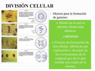    Meiosis para la formación
    de gametos
        Mitosis en la cual se
        obtienen células hijas
              idénticas.
            MITOSIS

    Proceso de formación de
    dos células idénticas por
    replicación y división de
      los cromosomas de la
     original que de lo que
     resulta una copia de la
             misma.
 