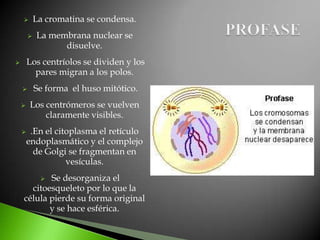        La cromatina se condensa.
           La membrana nuclear se
                  disuelve.
       Los centríolos se dividen y los
          pares migran a los polos.
           Se forma el huso mitótico.
       Los centrómeros se vuelven
            claramente visibles.
        .En el citoplasma el retículo
        endoplasmático y el complejo
          de Golgi se fragmentan en
                   vesículas.
           Se desorganiza el
             
      citoesqueleto por lo que la
    célula pierde su forma original
           y se hace esférica.
 