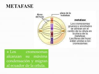  Los      cromosomas
alcanzan su máxima
condensación y migran
al ecuador de la célula.
 