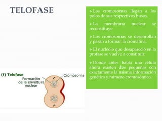 Los cromosomas llegan a los
polos de sus respectivos husos.
 La    membrana      nuclear   se
reconstituye.
 Los cromosomas se desenrollan
y pasan a formar la cromatina.
 El nucléolo que desapareció en la
profase se vuelve a constituir.
 Donde antes había una célula
ahora existen dos pequeñas con
exactamente la misma información
genética y número cromosómico.
 