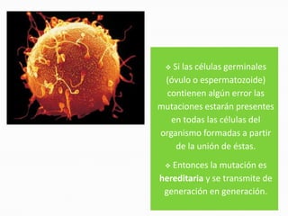  Si las células germinales
 (óvulo o espermatozoide)
  contienen algún error las
mutaciones estarán presentes
   en todas las células del
organismo formadas a partir
    de la unión de éstas.
  Entonces la mutación es
hereditaria y se transmite de
 generación en generación.
 