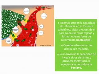  Además poseen la capacidad
  de infiltrarse en el torrente
sanguíneo, viajar a través de él
 para colonizar otros tejidos y
    formar nuevos focos de
   crecimiento (metástasis).
        Cuando esto ocurre las
         células son malignas.
   Si no tuvieran la capacidad de
      invadir sitios distantes y
       provocar metástasis, la
     neoplasia es considerada
              benigna.
 