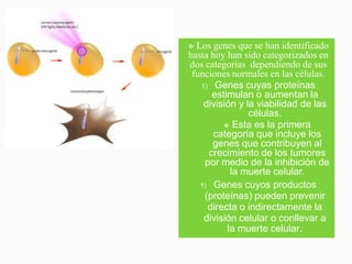  Los genes que se han identificado
hasta hoy han sido categorizados en
dos categorías dependiendo de sus
 funciones normales en las células.
   1) Genes cuyas proteínas
      estimulan o aumentan la
    división y la viabilidad de las
                células.
          Esta es la primera
       categoría que incluye los
      genes que contribuyen al
     crecimiento de los tumores
    por medio de la inhibición de
           la muerte celular.
   1) Genes cuyos productos
    (proteínas) pueden prevenir
     directa o indirectamente la
    división celular o conllevar a
          la muerte celular.
 