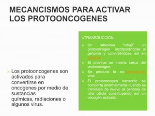 TRANSDUCCIÓN

                                 Un     retrovirus    “roba2”  un
                                  protooncogen incorporándose al
                                  genoma y convirtiéndose así en
                                  provirus.
                                 El provirus se inserta cerca del
                                  protooncogen.
   Los protooncogenes son       Se produce la co-transcripción
    activados para                viral.
                                 El protooncogen transcrito se
    convertirse en                comporta anormalmente cuando se
    oncogenes por medio de        introduce de nuevo al genoma de
    sustancias                    otra célula constituyendo así un
                                  oncogén activado.
    químicas, radiaciones o
    algunos virus.
 