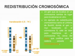   Un gen que se localiza en un
    cromosoma cambia de lugar
    para localizarse en otro.
   Un ejemplo de redistribución
    cromosómica sería el Linfoma
    de Burkitt; donde el gen c-
    myc     localizado     en  el
    cromosoma 8, sale de éste
    para     insertarse    en  el
    cromosoma 14, cerca del
    locus que codifica para la
    cadena         pesada     de
    inmunoglobulina.
 