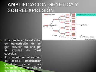    El aumento en la velocidad
    de transcripción de un
    gen, provoca que ese gen
    se exprese en forma
    excesiva.
   El aumento en el número
    de copias (amplificación
    genética)    parece     ser
    frecuente en las células
    tumorales de humanos.
 