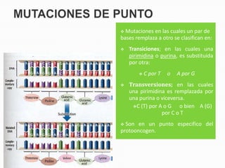  Mutaciones en las cuales un par de
bases remplaza a otro se clasifican en:
   Transiciones; en las cuales una
    pirimidina o purina, es substituida
    por otra:
           C por T   o   A por G
   Transversiones; en las cuales
    una pirimidina es remplazada por
    una purina o viceversa.
     C (T) por A o G    o bien A (G)
                 por C o T
 Son en un punto especifico del
protooncogen.
 