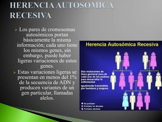    Los pares de cromosomas
        autosómicos portan
      básicamente la misma
  información; cada uno tiene
      los mismos genes, sin
      embargo, puede haber
   ligeras variaciones de estos
              genes.
 Estas variaciones ligeras se
  presentan en menos del 1%
    de la secuencia de ADN y
     producen variantes de un
     gen particular, llamadas
              alelos.
 