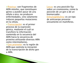 Provirus: son fragmentos de       Locus: es una posición fija
ADN móviles, que constituyen       sobre un cromosoma, como la
genes y pueden pasar de una        posición de un gen o de un
célula a otra; no producen         biomarcador.
enfermedades, sino solamente       Inmunoglobulina: es un tipo
inducen pequeñas mutaciones        de anticuerpo presente
en la célula.                      únicamente en mamíferos.
Transcripción: es el primer
proceso de la expresión
génica, mediante el cuál se
transfiere la información
contenida en la secuencia del
ADN hacia la secuencia de
proteína utilizando diversos ARN
como intermediarios.
Gen promotor: es la región de
ADN que controla la iniciación
de la transcripción de dicho gen
a ARN.
 