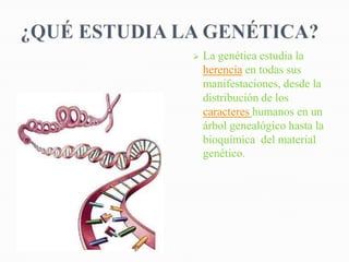    La genética estudia la
    herencia en todas sus
    manifestaciones, desde la
    distribución de los
    caracteres humanos en un
    árbol genealógico hasta la
    bioquímica del material
    genético.
 