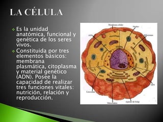  Es la unidad
  anatómica, funcional y
  genética de los seres
  vivos.
 Constituida por tres
  elementos básicos:
  membrana
  plasmática, citoplasma
  y material genético
  (ADN). Posee la
  capacidad de realizar
  tres funciones vitales:
  nutrición, relación y
  reproducción.
 