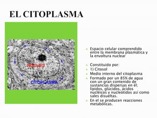    Espacio celular comprendido
    entre la membrana plasmática y
    la envoltura nuclear

   Constituido por:
   1) Citosol
   Medio interno del citoplasma
   Formado por un 85% de agua
    con un gran contenido de
    sustancias dispersas en él;
    lípidos, glúcidos, ácidos
    nucléicos y nucleótidos así como
    sales disueltas.
   En el se producen reacciones
    metabólicas.
 