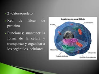 2)   Citoesqueleto
 Red   de      fibras   de
 proteína
 Funciones;  mantener la
 forma de la célula y
 transportar y organizar a
 los orgánulos celulares
 
