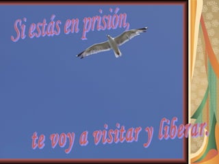 Si estás en prisión, te voy a visitar y liberar. 