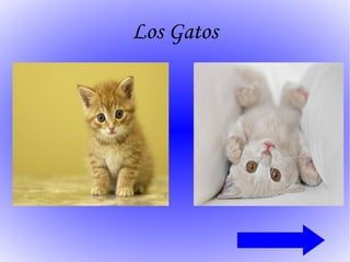 Los Gatos 