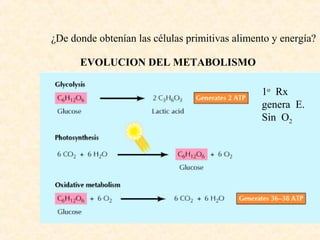 EVOLUCION DEL METABOLISMO
¿De donde obtenían las células primitivas alimento y energía?
1o
Rx
genera E.
Sin O2
 