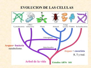 EVOLUCION DE LAS CELULAS
Arbol de la vida Estudios ARNr 16S
Arqueo = eucariota
R, T y trad.
Arqueo= bacteria
metabolismo.
 