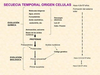:
EVOLUCIÓN
QUÍMICA
Moléculas biógenas
Agua, amonio
Formaldehido
Acido cianhídrico,
acetonitrilo, etc.
Descargas
eléctricas
Luz uV
Calor, Presión
Aminoacidos, azúcares
Bases de los ácidos
nucleícos
PROTEINAS
Polisacáridos Acidos nucleícos
Proteinoides
Primer procariota
Primer eucariota
EVOLUCION
BIOLOGICA
Código genético
Hace 4,6x109
años
Formación del sistema
solar
Hace 3,5-3,0x109
años
Hace 0,9x109
años
SECUECIA TEMPORAL ORIGEN CELULAS
 