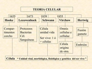 TEORIA CELULAR
Hooke Leeuwenhoek Schwann Virchow Hertwig
Compar-
timentos
corcho
Protozoos
Bacterias
Cél.
Sanguíneas
Célula
unidad vida
Ser vivo: 1 ó
+ células
Omnis
cellulae e
cellulae
Célula
origina
de otra.
Fusión
gameto
Embrión
1655 1673 1839 1855
Célula “ Unidad vital, morfológica, fisiológica y genética del ser vivo ”
 
