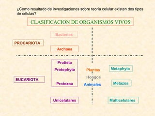 CLASIFICACION DE ORGANISMOS VIVOS
Unicelulares
Protista
Protophyta
Protozoa
Plantas
Hongos
Animales
Metaphyta
Metazoa
Multicelulares
EUCARIOTA
Archaea
Bacterias
PROCARIOTA
¿Como resultado de investigaciones sobre teoría celular existen dos tipos
de células?
 