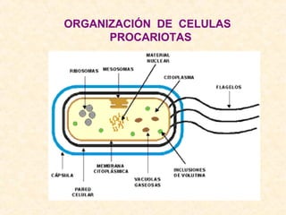 ORGANIZACIÓN DE CELULAS
PROCARIOTAS
 