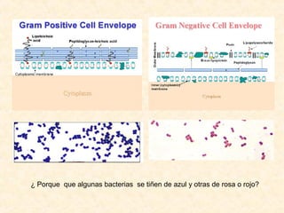 ¿ Porque que algunas bacterias se tiñen de azul y otras de rosa o rojo?
 