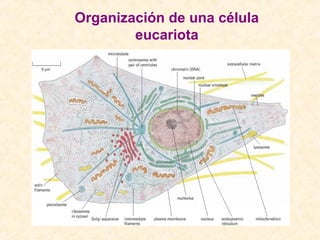 Organización de una célula
eucariota
 