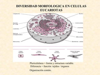 Pluricelulares = forma y estructura variable.
Diferencia = función tejidos / órganos
Organización común.
DIVERSIDAD MORFOLOGICA EN CELULAS
EUCARIOTAS
 