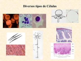 Diversos tipos de Células
 