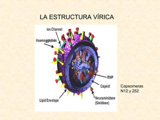 LA ESTRUCTURA VÍRICA
Capsomeras
N12 y 252
 