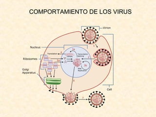 COMPORTAMIENTO DE LOS VIRUS
 
