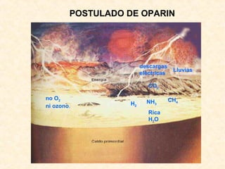 no O2
ni ozono.
descargas
eléctricas
CH4NH3
CO2
H2
Rica
H2O
POSTULADO DE OPARIN
Lluvias
 
