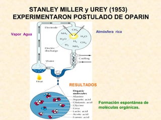 Formación espontánea de
moléculas orgánicas.
STANLEY MILLER y UREY (1953)
EXPERIMENTARON POSTULADO DE OPARIN
Vapor Agua
Atmósfera rica
RESULTADOS
 