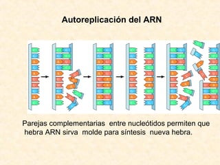Autoreplicación del ARN
Parejas complementarias entre nucleótidos permiten que
hebra ARN sirva molde para síntesis nueva hebra.
 