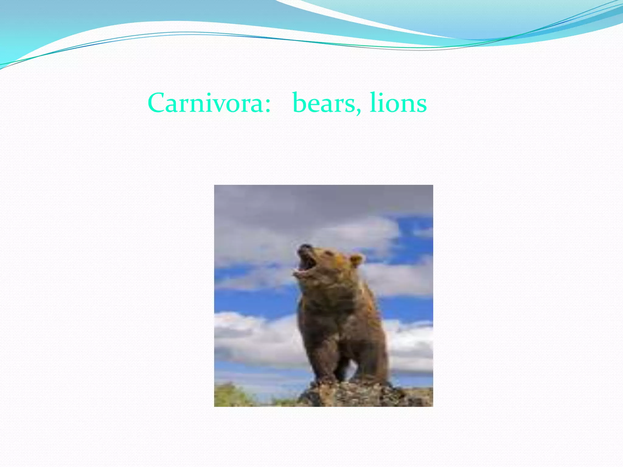 Mammals | PPTX | Zoos & Aquariums | Attractions