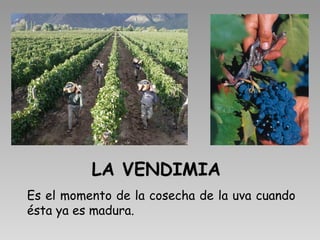 LA VENDIMIA Es el momento de la cosecha de la uva cuando ésta ya es madura. 