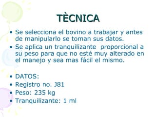 TÈCNICA Se selecciona el bovino a trabajar y antes de manipularlo se toman sus datos. Se aplica un tranquilizante  proporcional a su peso para que no esté muy alterado en el manejo y sea mas fácil el mismo. DATOS: Registro no. J81 Peso: 235 kg Tranquilizante: 1 ml 