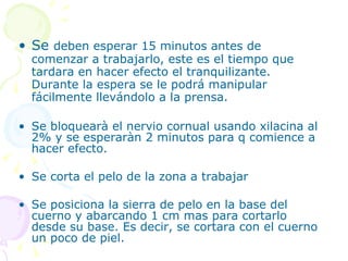 Se  deben esperar 15 minutos antes de comenzar a trabajarlo, este es el tiempo que tardara en hacer efecto el tranquilizante. Durante la espera se le podrá manipular fácilmente llevándolo a la prensa. Se bloquearà el nervio cornual usando xilacina al 2% y se esperaràn 2 minutos para q comience a hacer efecto. Se corta el pelo de la zona a trabajar Se posiciona la sierra de pelo en la base del cuerno y abarcando 1 cm mas para cortarlo desde su base. Es decir, se cortara con el cuerno un poco de piel. 