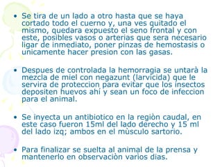 Se tira de un lado a otro hasta que se haya cortado todo el cuerno y, una ves quitado el mismo, quedara expuesto el seno frontal y con este, posibles vasos o arterias que sera necesario ligar de inmediato, poner pinzas de hemostasis o unicamente hacer presion con las gasas. Despues de controlada la hemorragia se untarà la mezcla de miel con negazunt (larvicida) que le servira de proteccion para evitar que los insectos depositen huevos ahí y sean un foco de infeccion para el animal. Se inyecta un antibiotico en la regiòn caudal, en este caso fueron 15ml del lado derecho y 15 ml del lado izq; ambos en el mùsculo sartorio. Para finalizar se suelta al animal de la prensa y mantenerlo en observaciòn varìos dias. 
