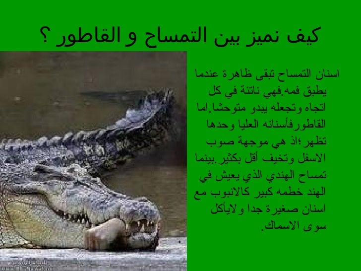 التماسيح